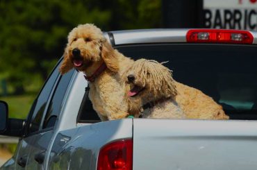 What You Should Know About Dogs In The Back of Trucks