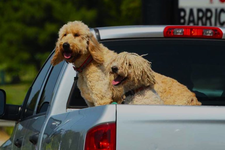 What You Should Know About Dogs In The Back of Trucks